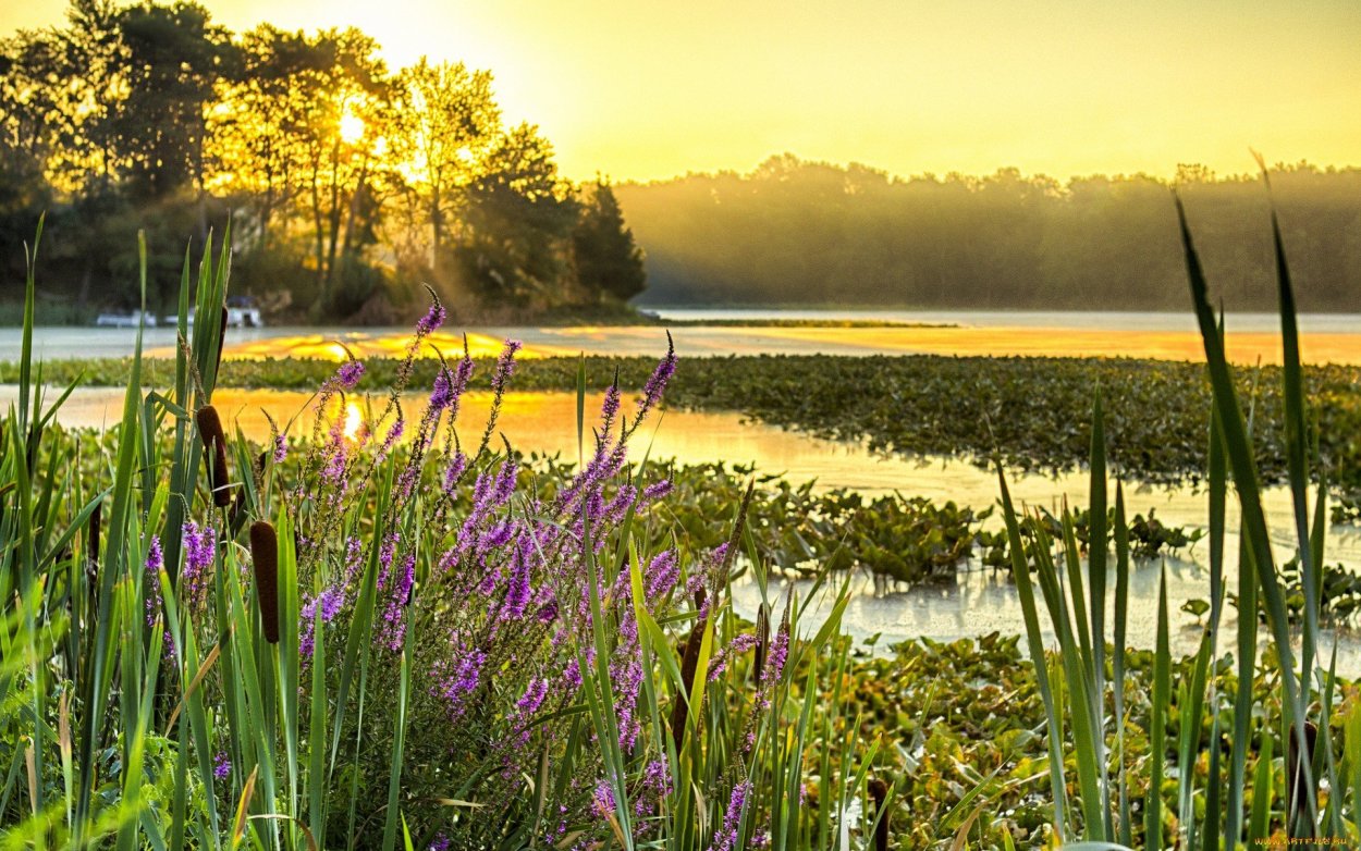 Природа камыш озеро