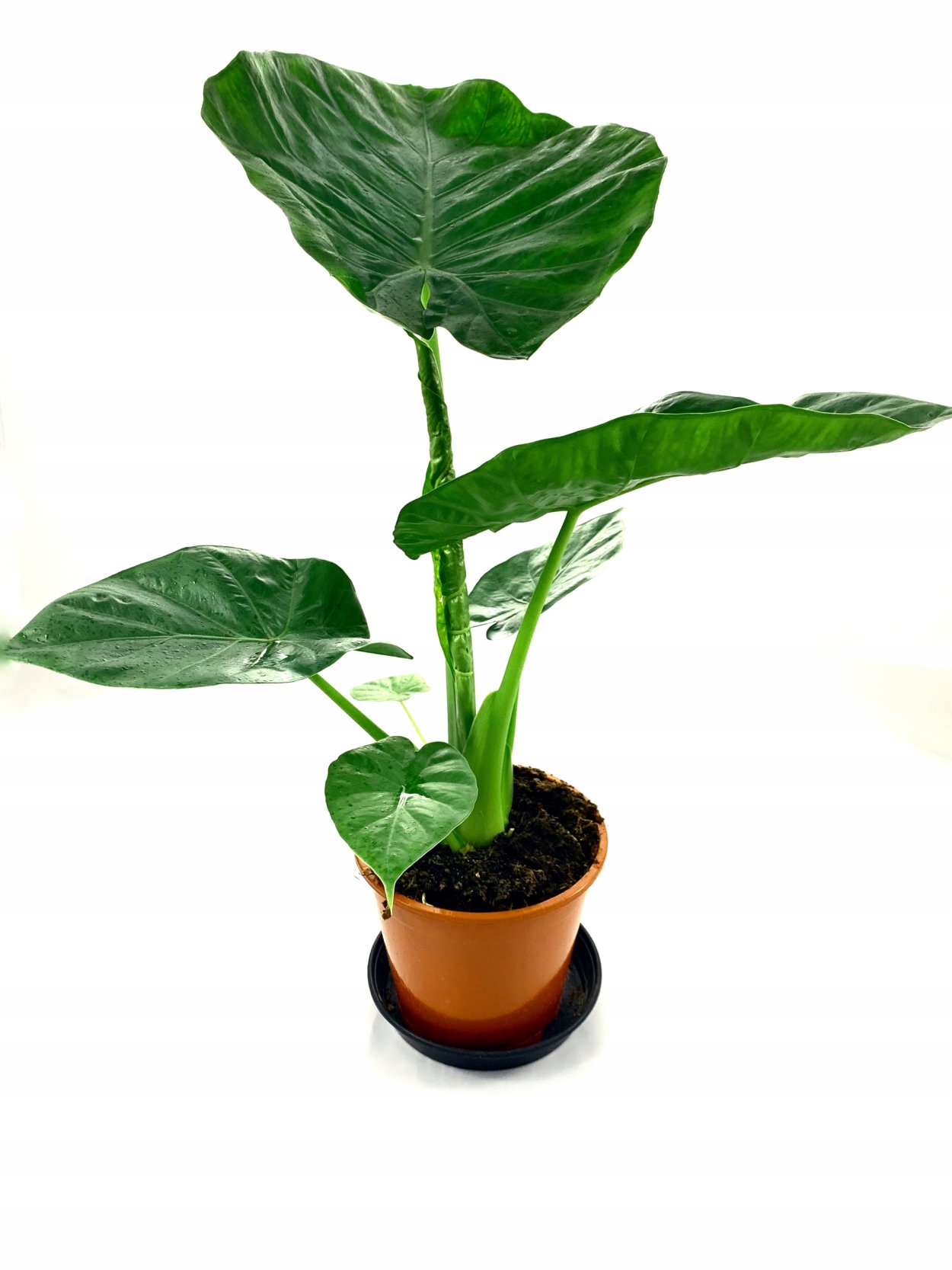 Алоказия Кукулата