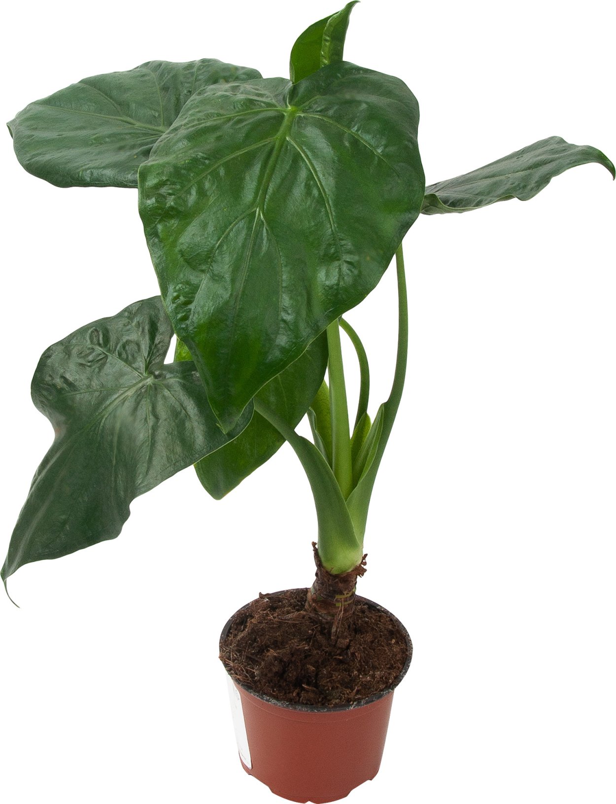 Алоказия Венти