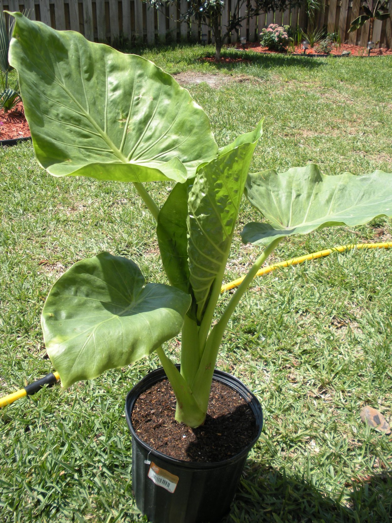 Алоказия зеленая