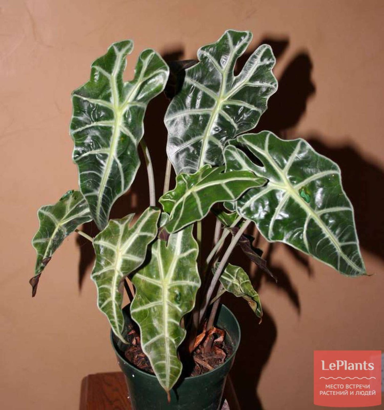 Алоказия Амазонская и Полли