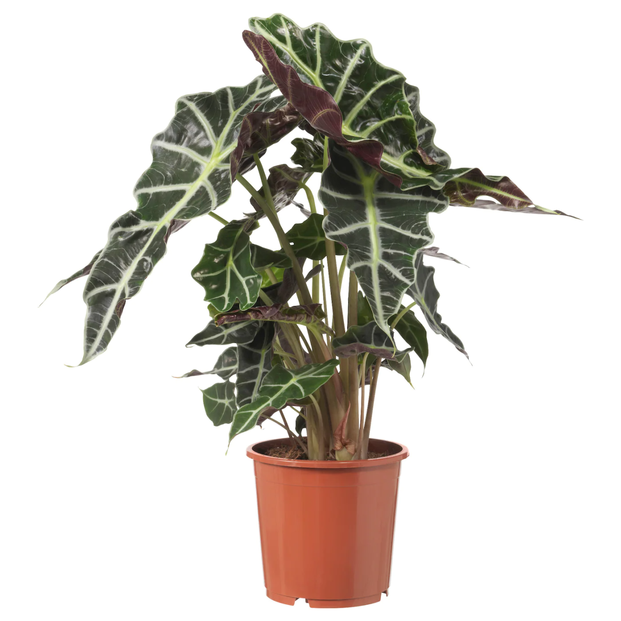 Алоказия трилистник