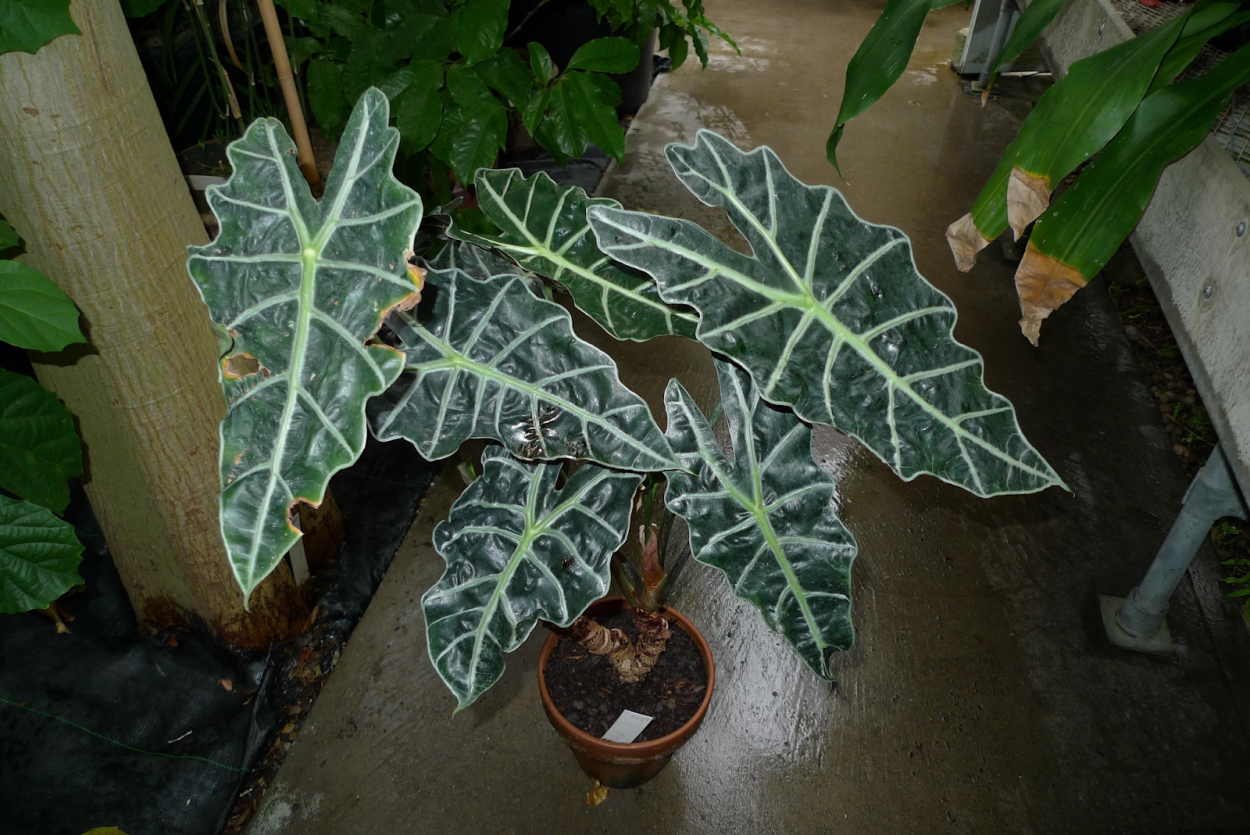 Алоказия Амазоника