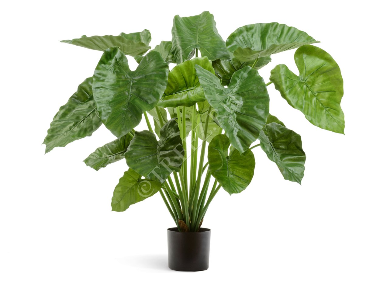 Алоказия зеленая