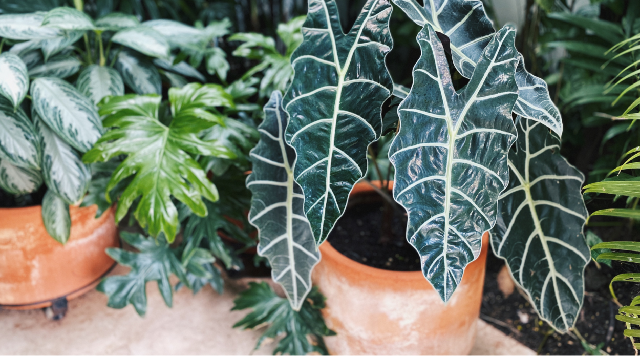 Alocasia Жаклин