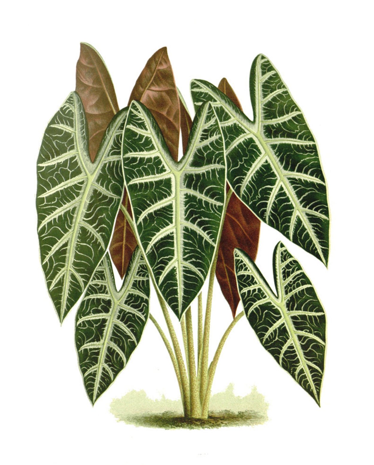 Алоказия longiloba