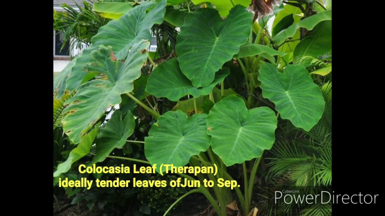 Колоказия Эскаланте