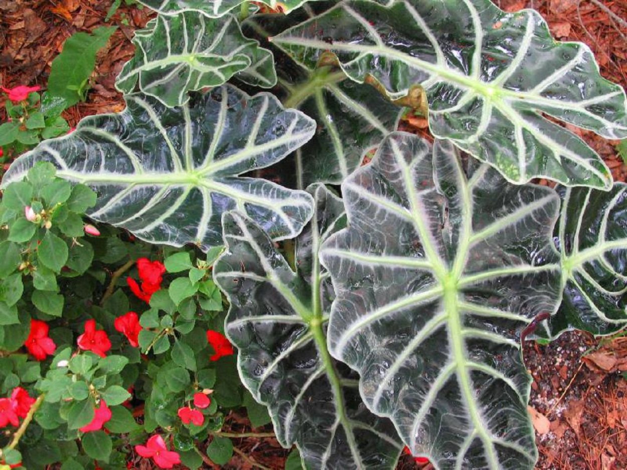 Ксантозома Джангл