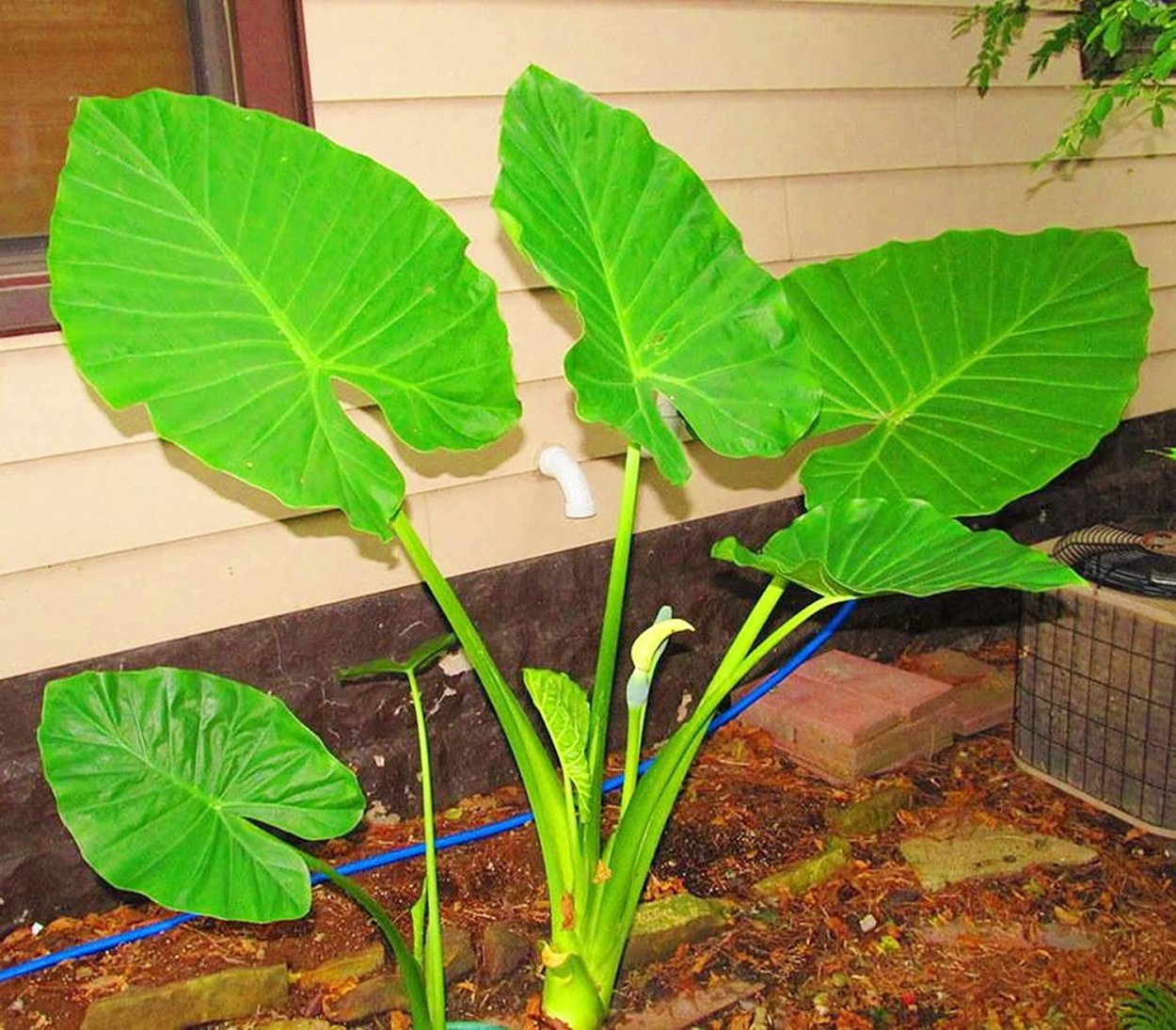 Алоказия трилистник