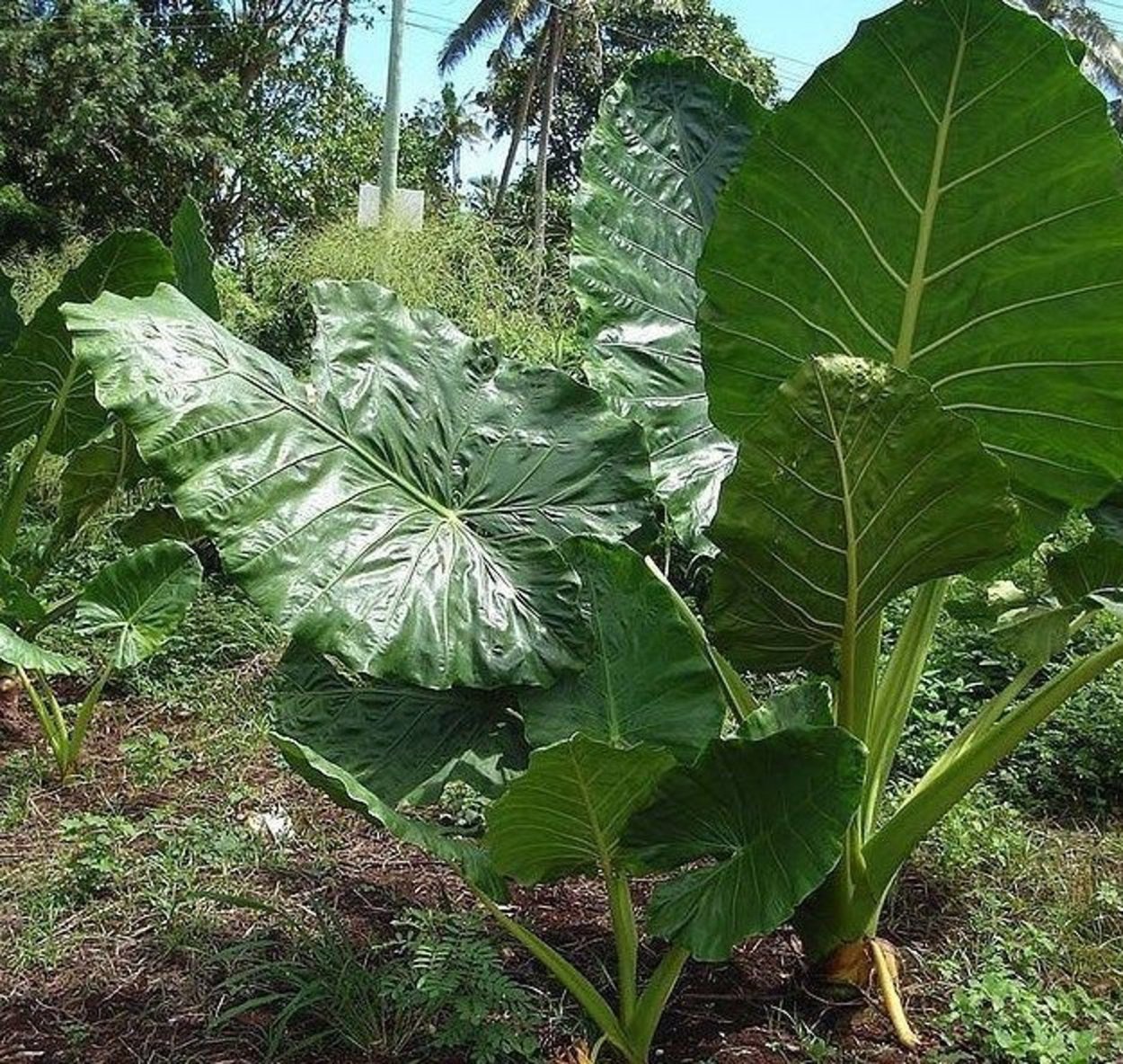 Alocasia brisbanensis
