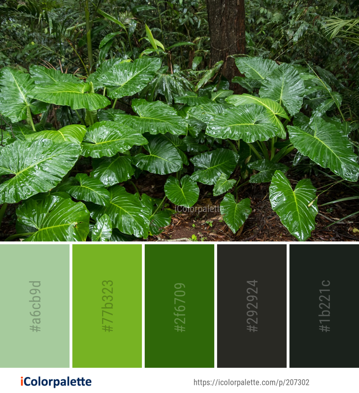 Алоказия Арма