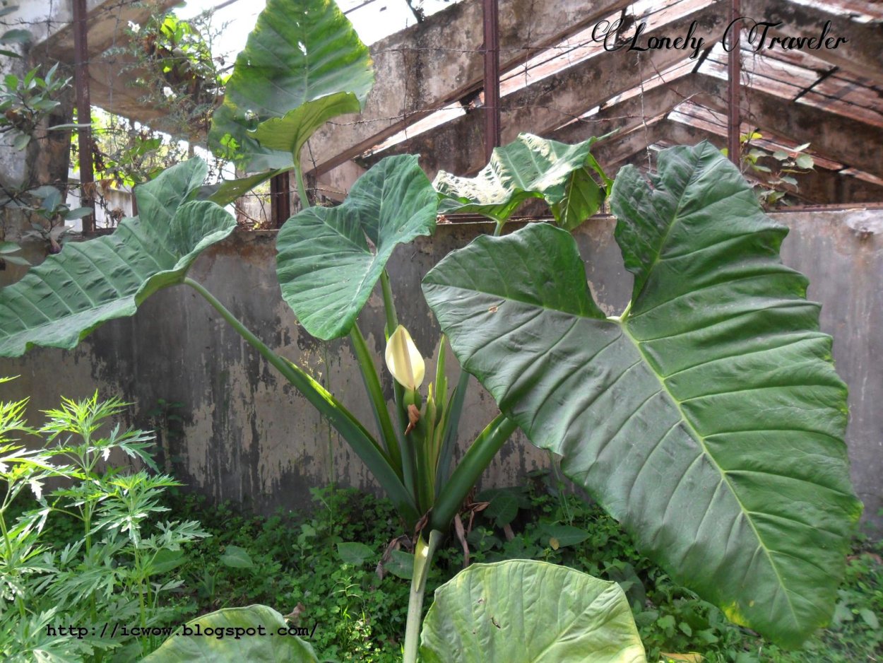 Алоказия крупнокорневищная