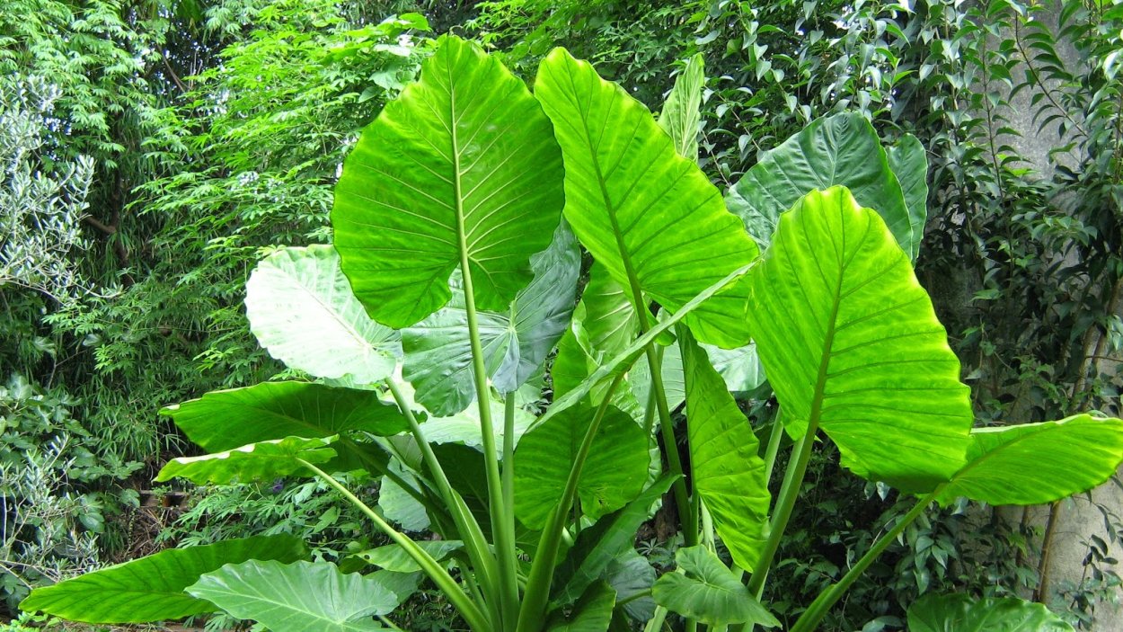 Алоказия Кукулата Еллоу