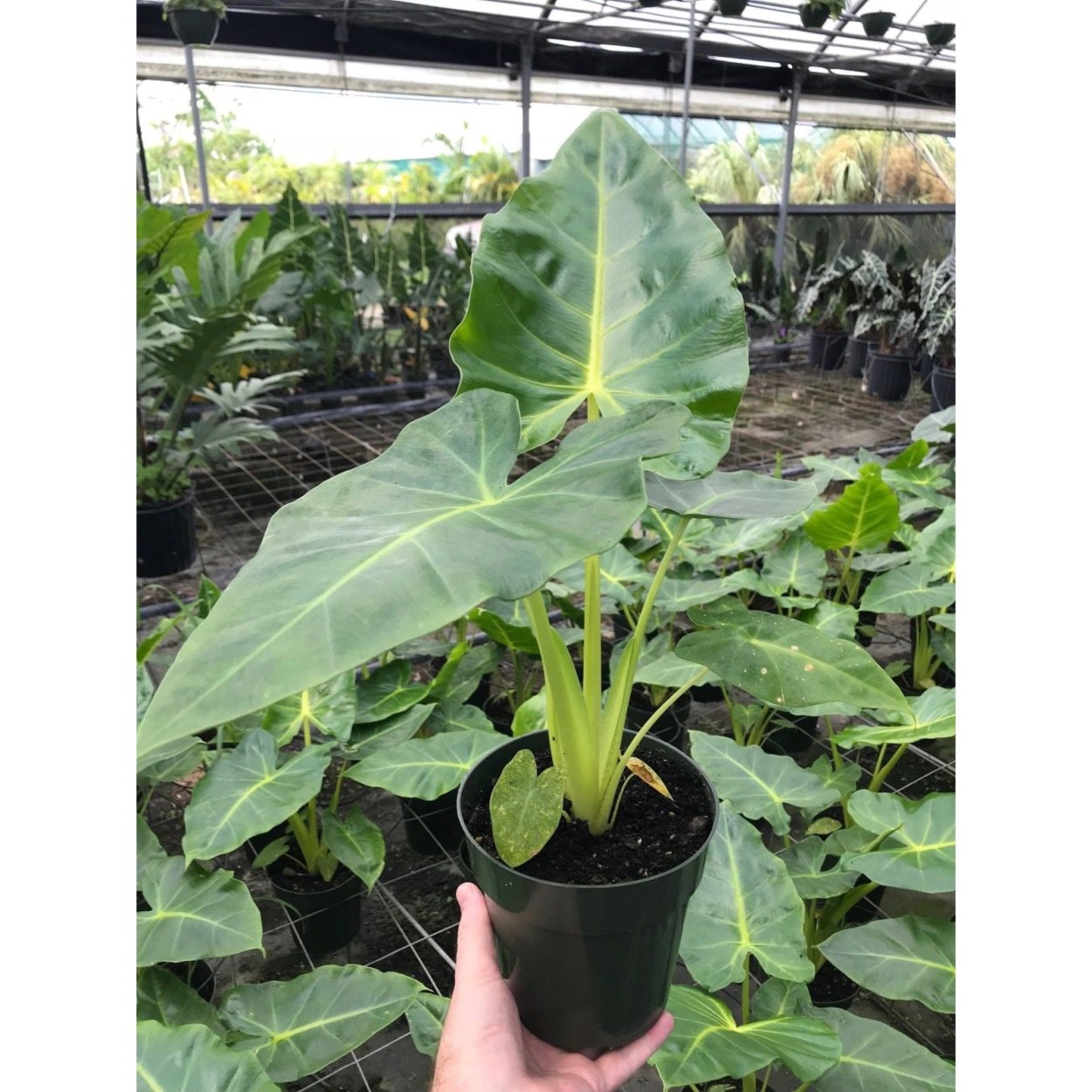 Алоказия макрориза в природе