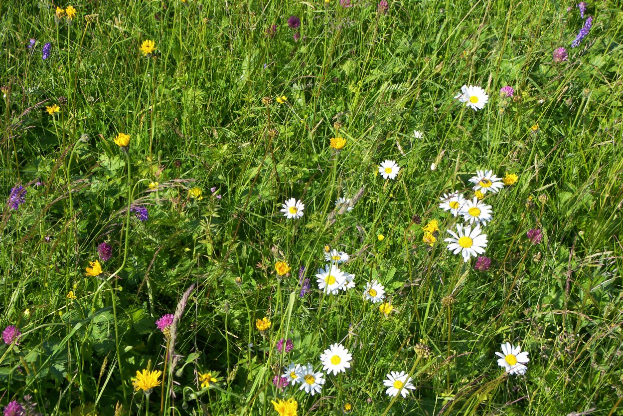 Злаково разнотравный луг