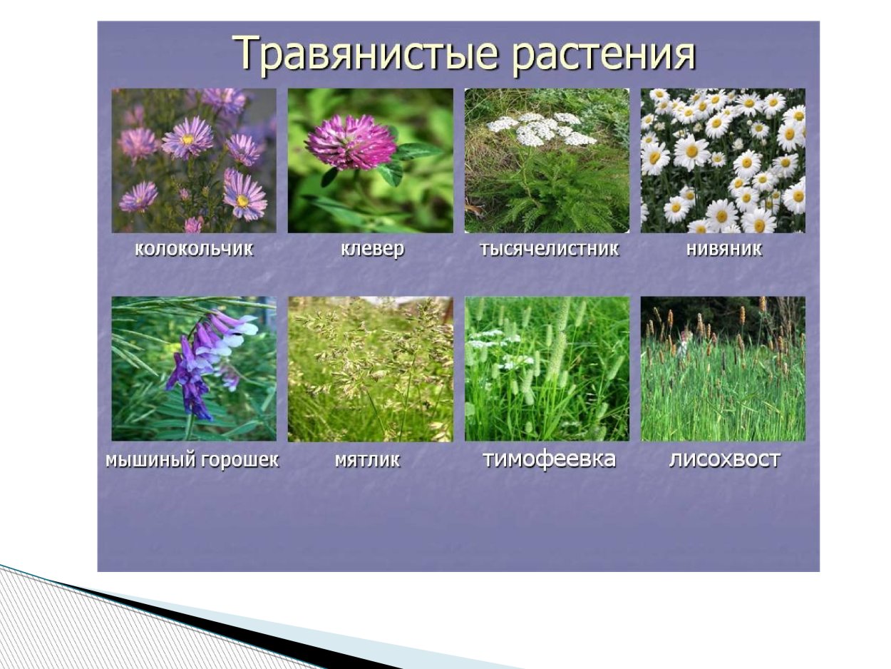 Тысячелистник Тимофеевка мятлик