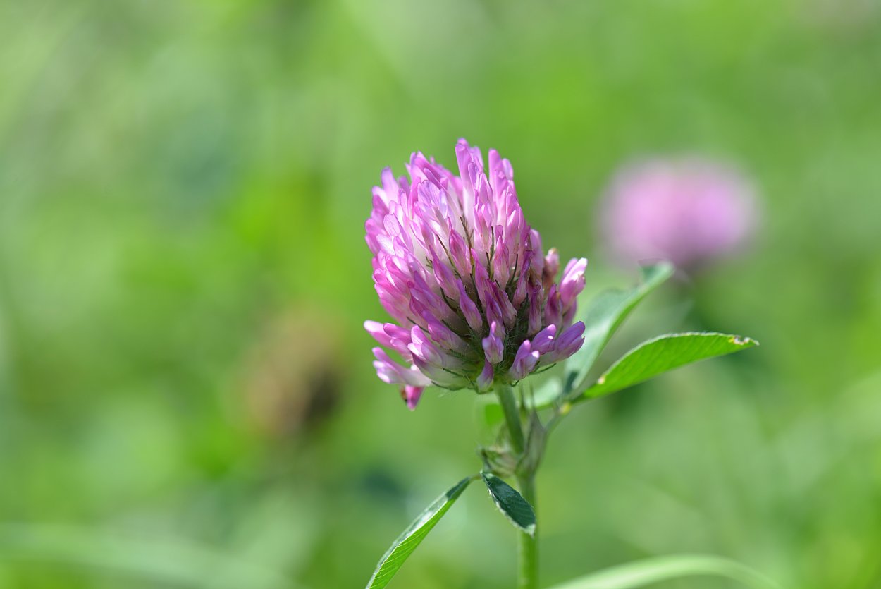 Цветок Клевер Луговой 003840