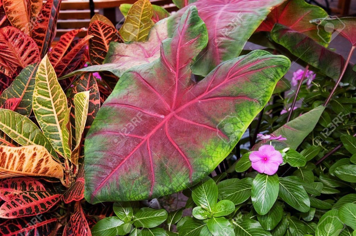 Растение каладиум