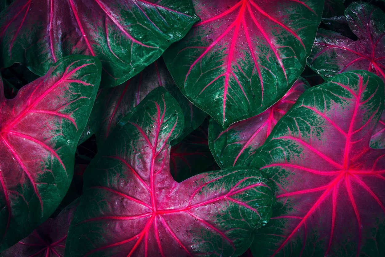 Каладиум размножение листом видео