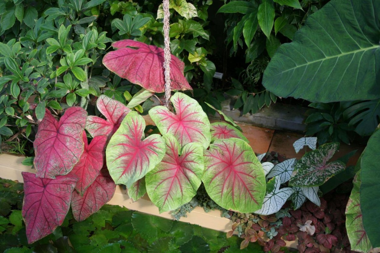 Каладиум Келли