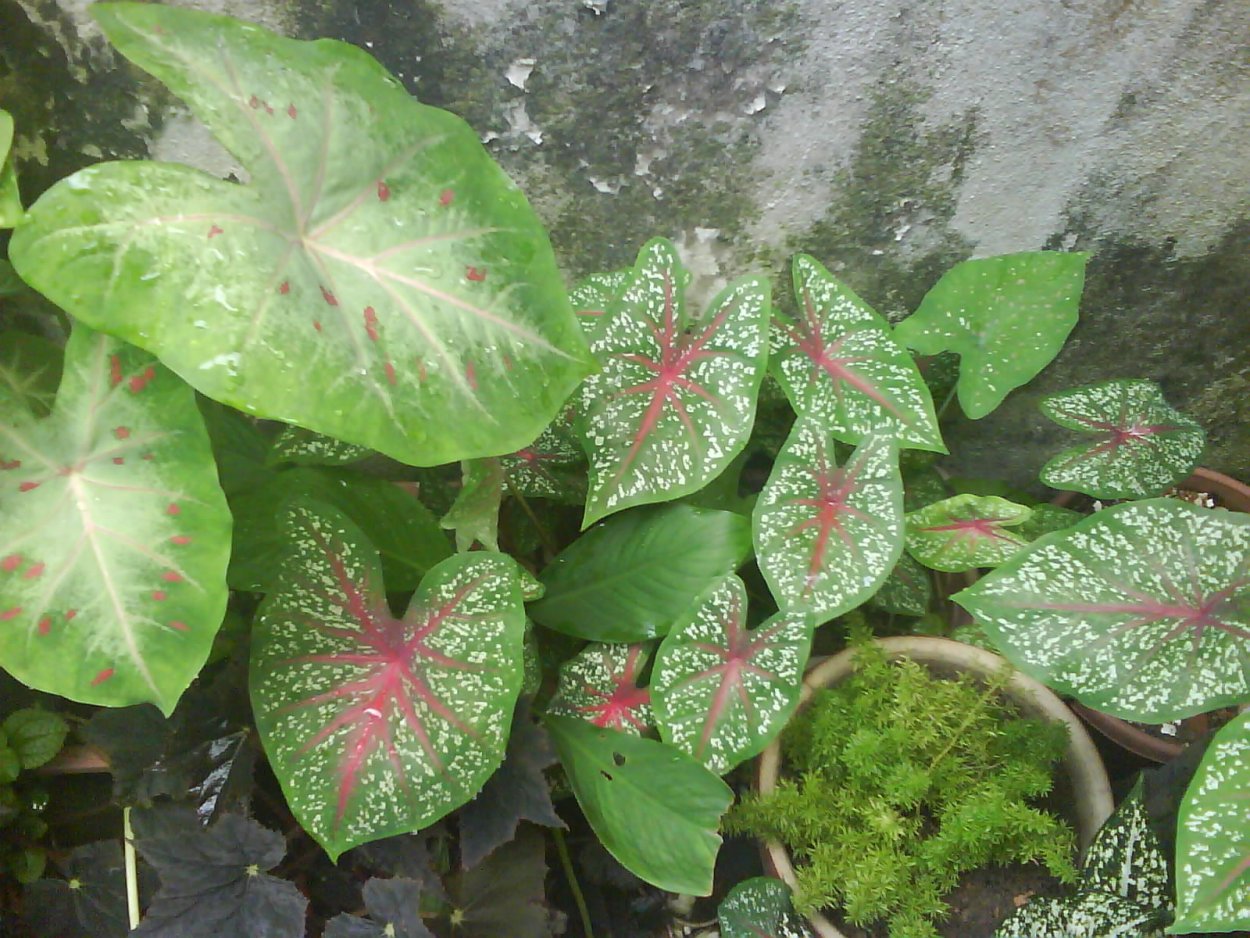 Каладиум autumn Beauty