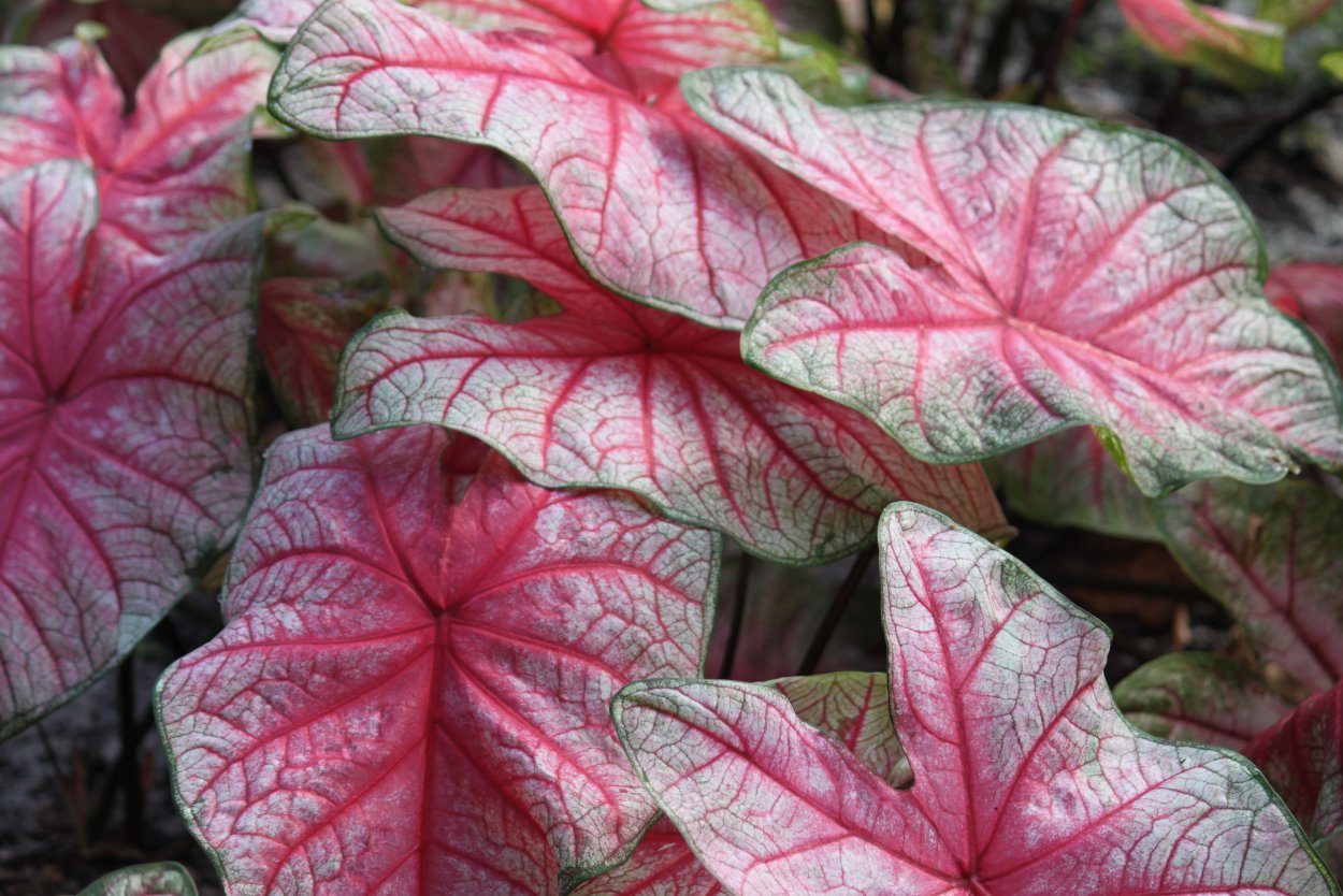 Caladium varieties