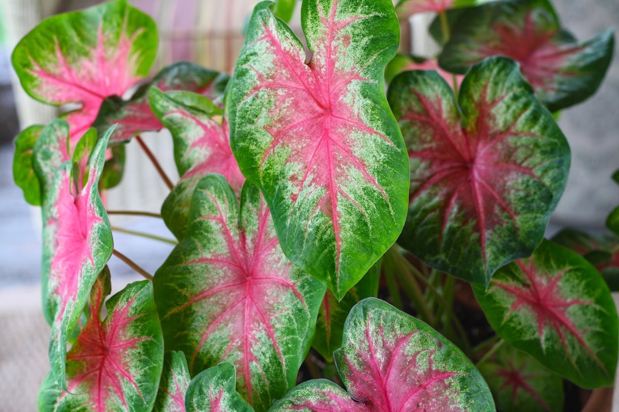 Каладиум e98269