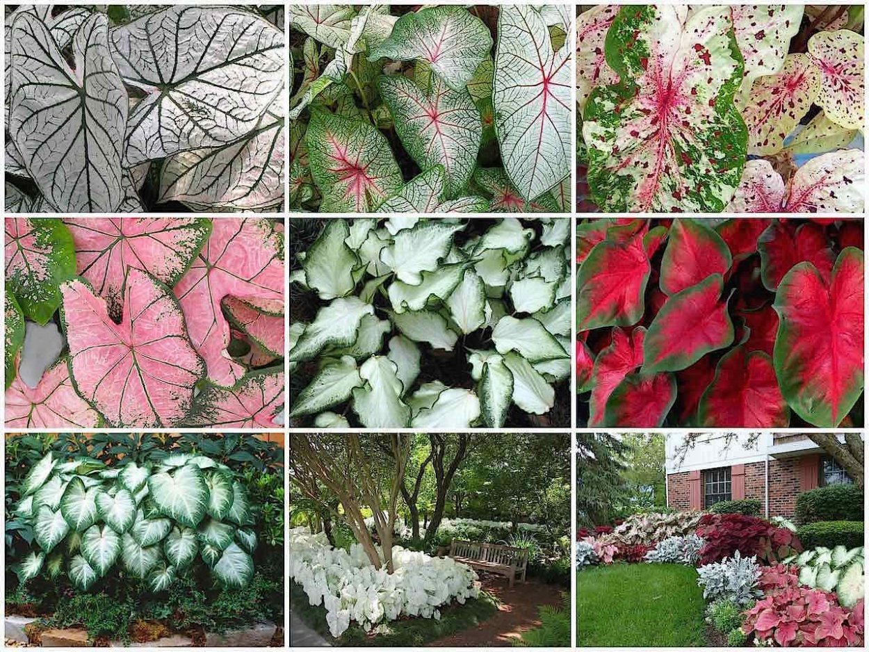 Каладиум Fantasy