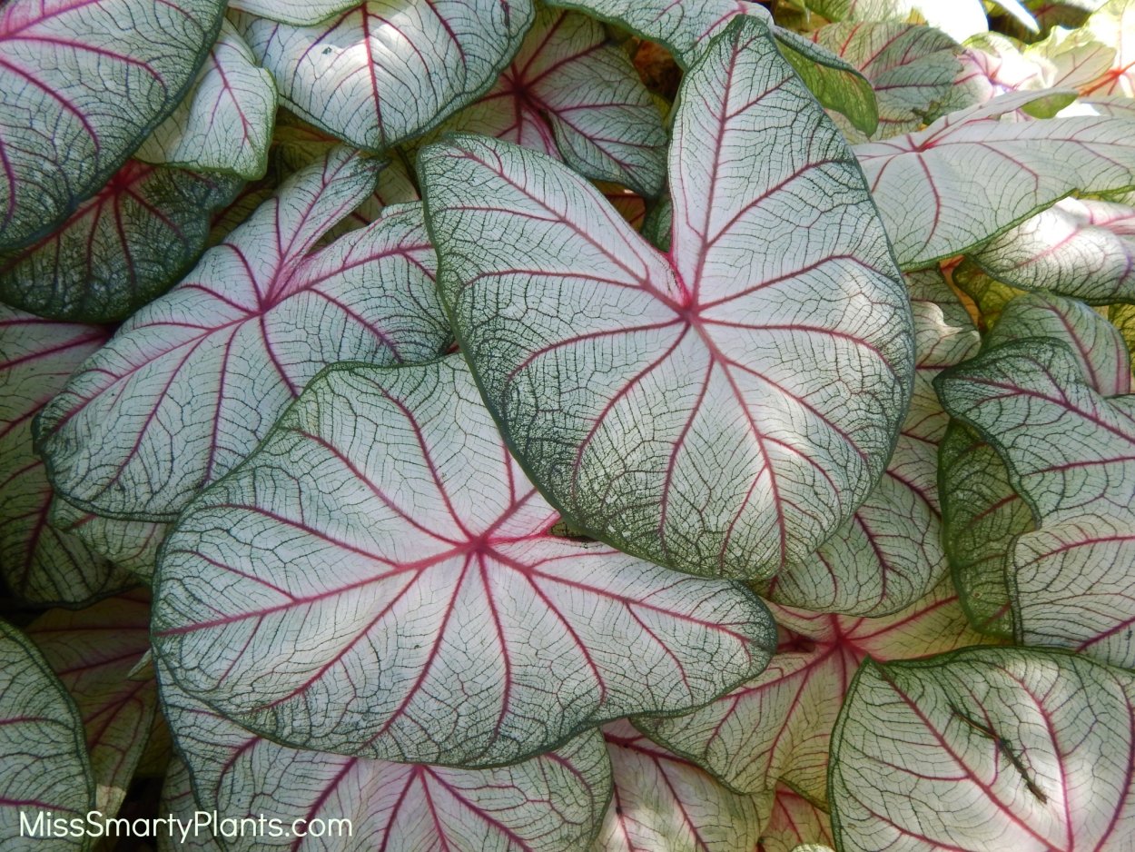 Buck каладиум