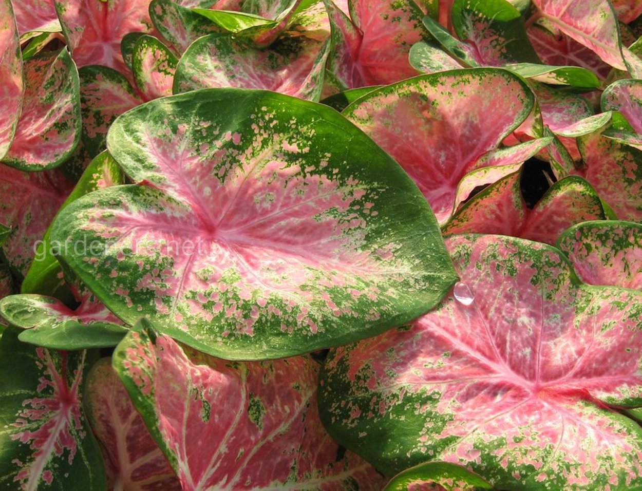 Ксантозома алоказия