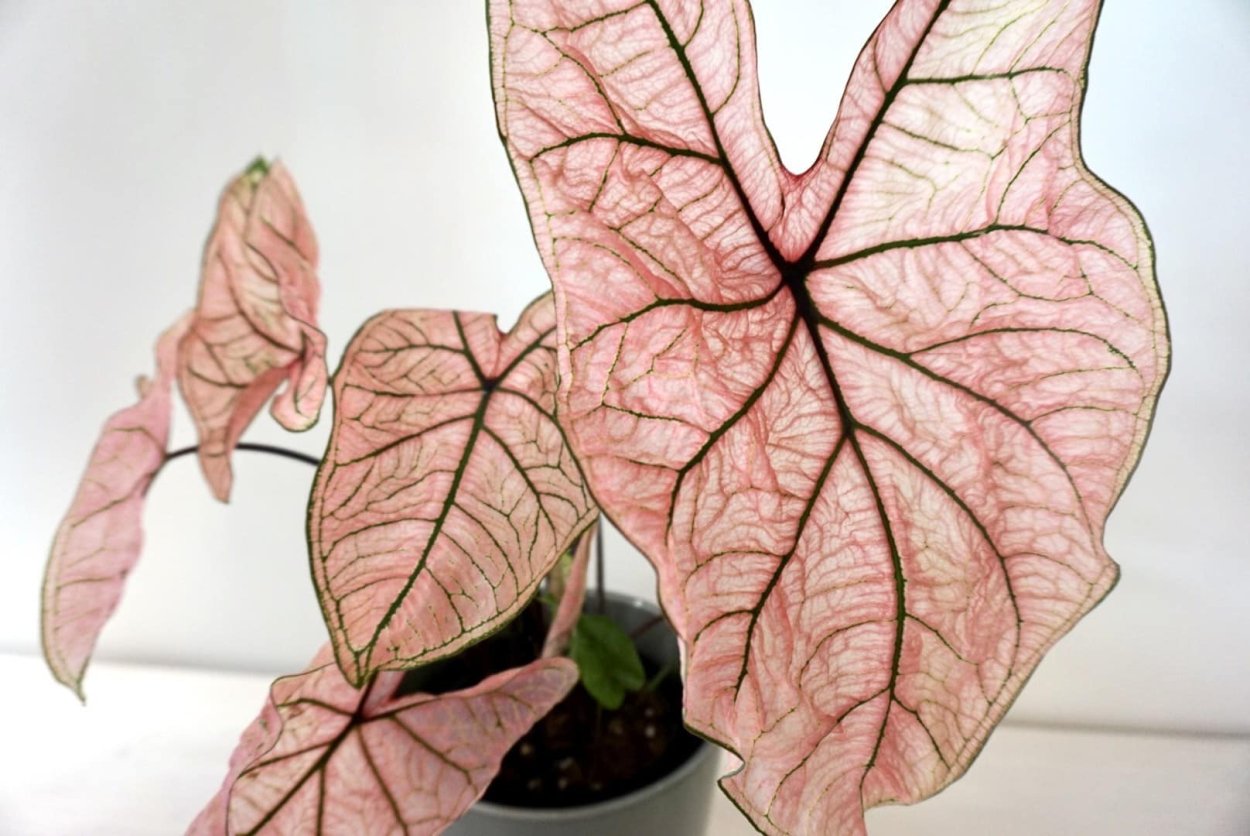 Каладиум Кротон