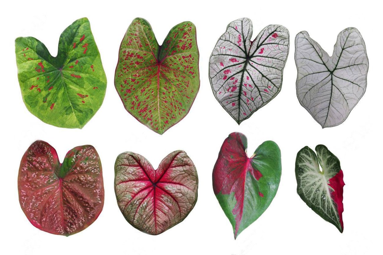 Фаленопсис каладиум