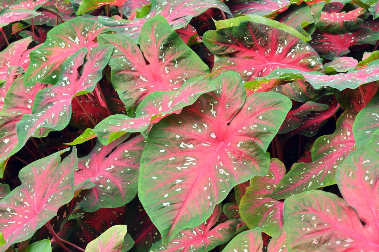 Каладиум Caladium bicolor