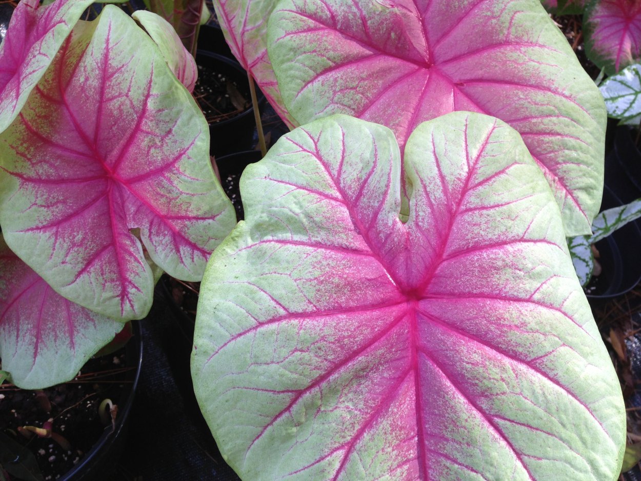 Цветок каладиум зеленый