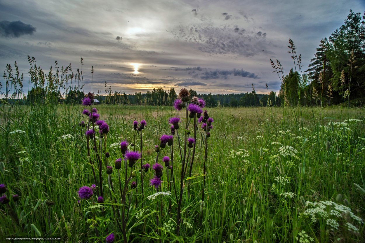 Растения Луга разнотравье