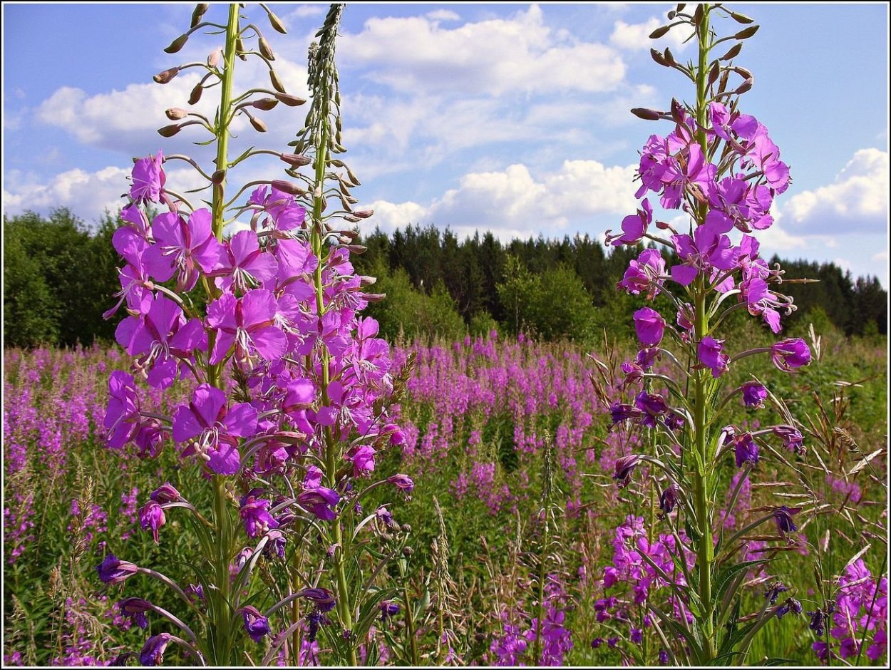 Кипрей Луговой