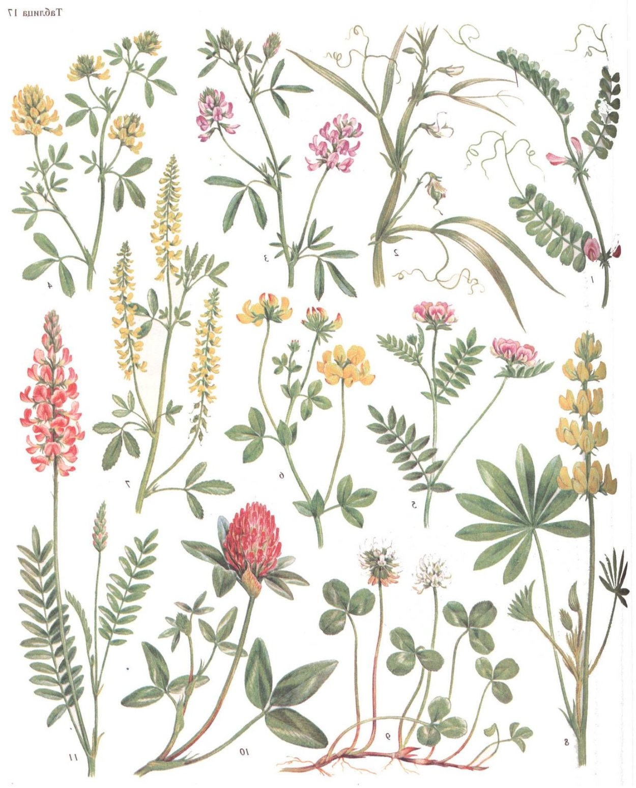 Вика, чина, донник, Клевер, люцерна