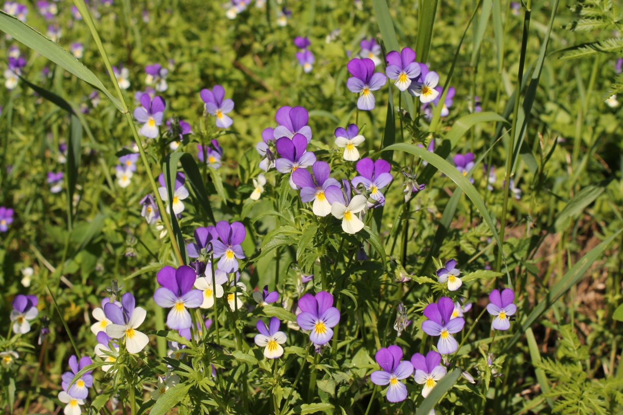 Фиалка трёхцветная