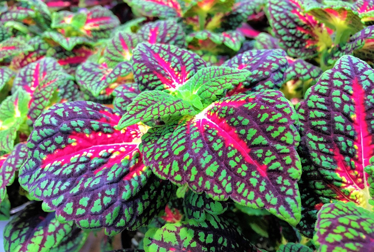 Колеус Колорфул