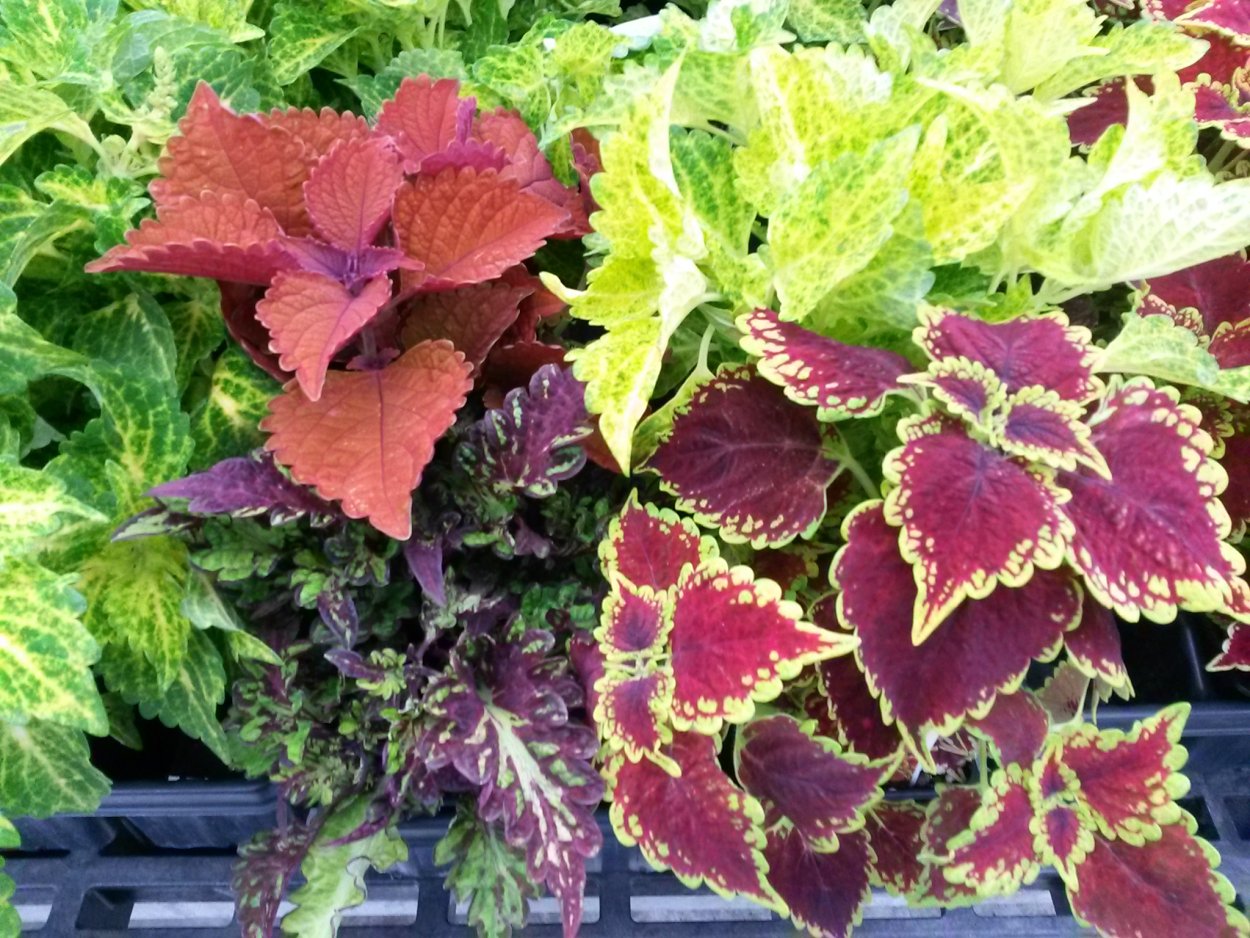 Колеус Мейн стрит