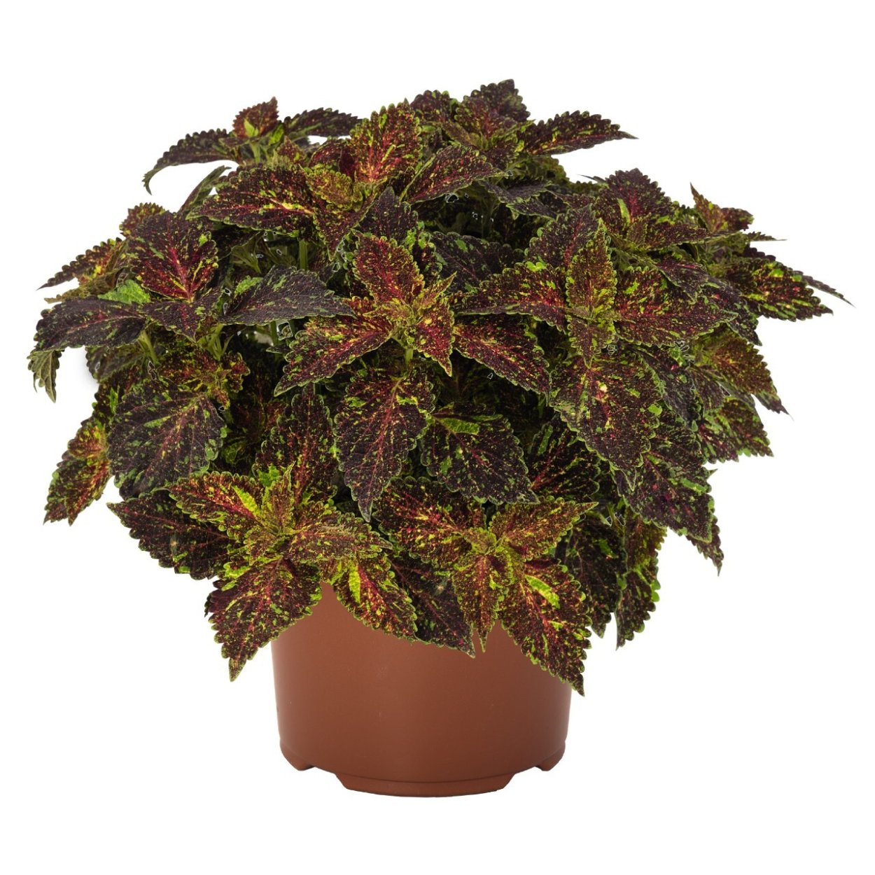 Колеус Мичиган Авеню