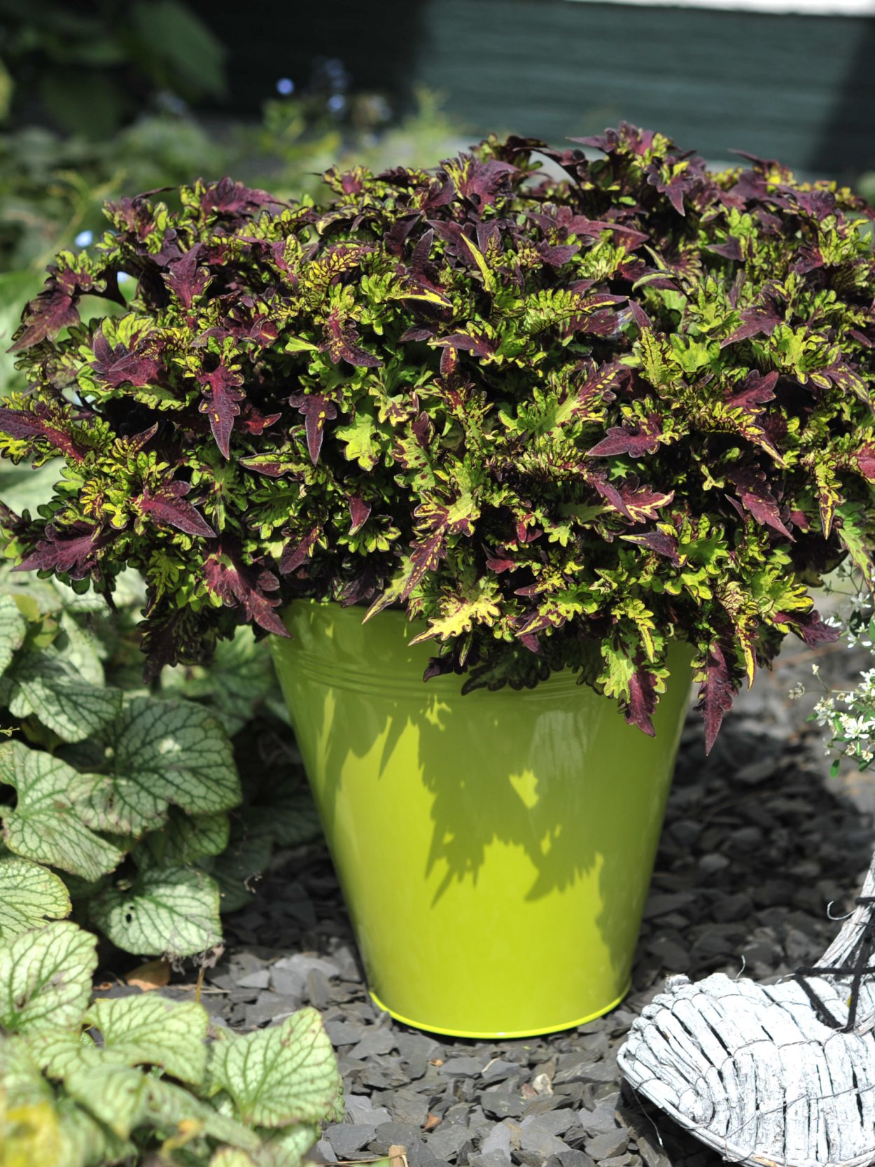 Колеус бульвар Сансет