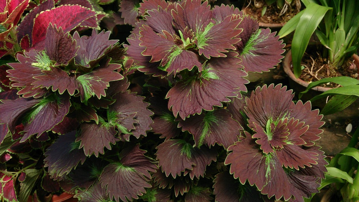 Колеус Блюме красный вельвет