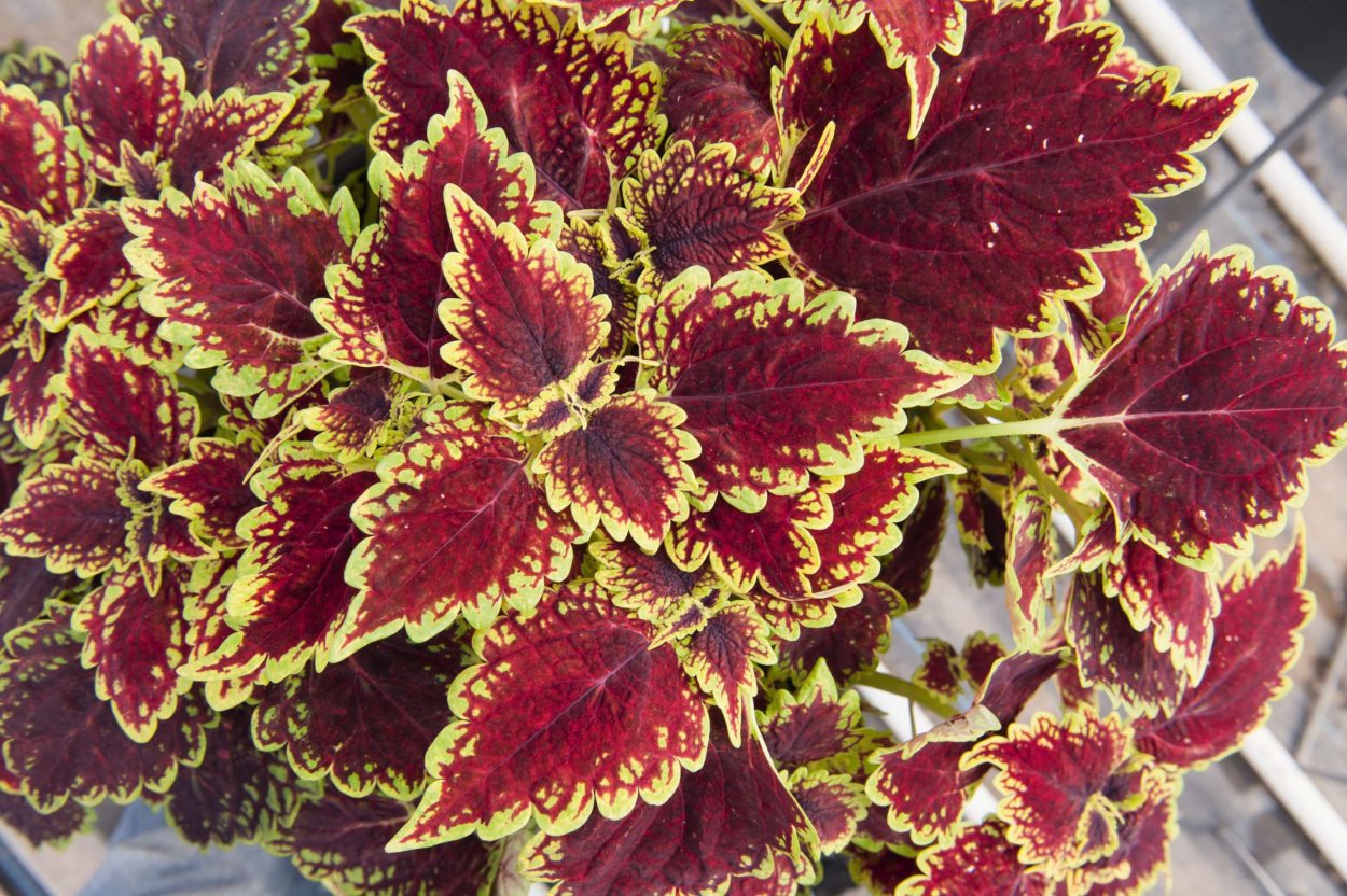 Колеус Catrine