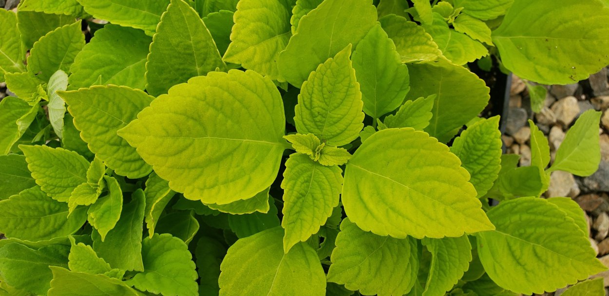 Колеус Шартр стрит