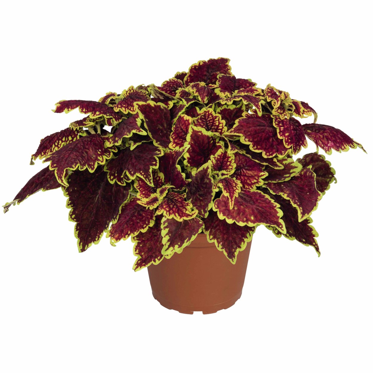 Колеус Oxford Street