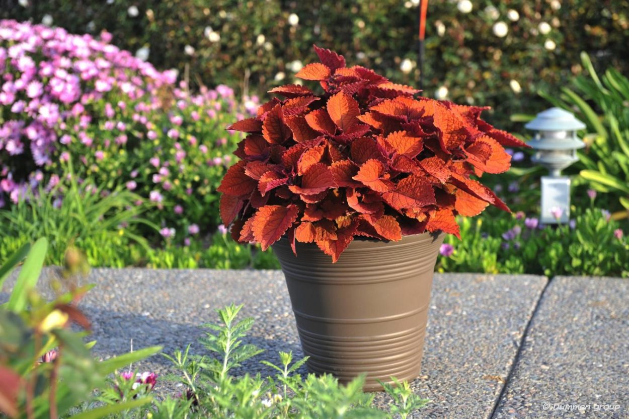 Колеус scutellarioides