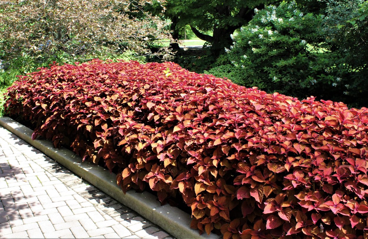 Колеус Мейн стрит