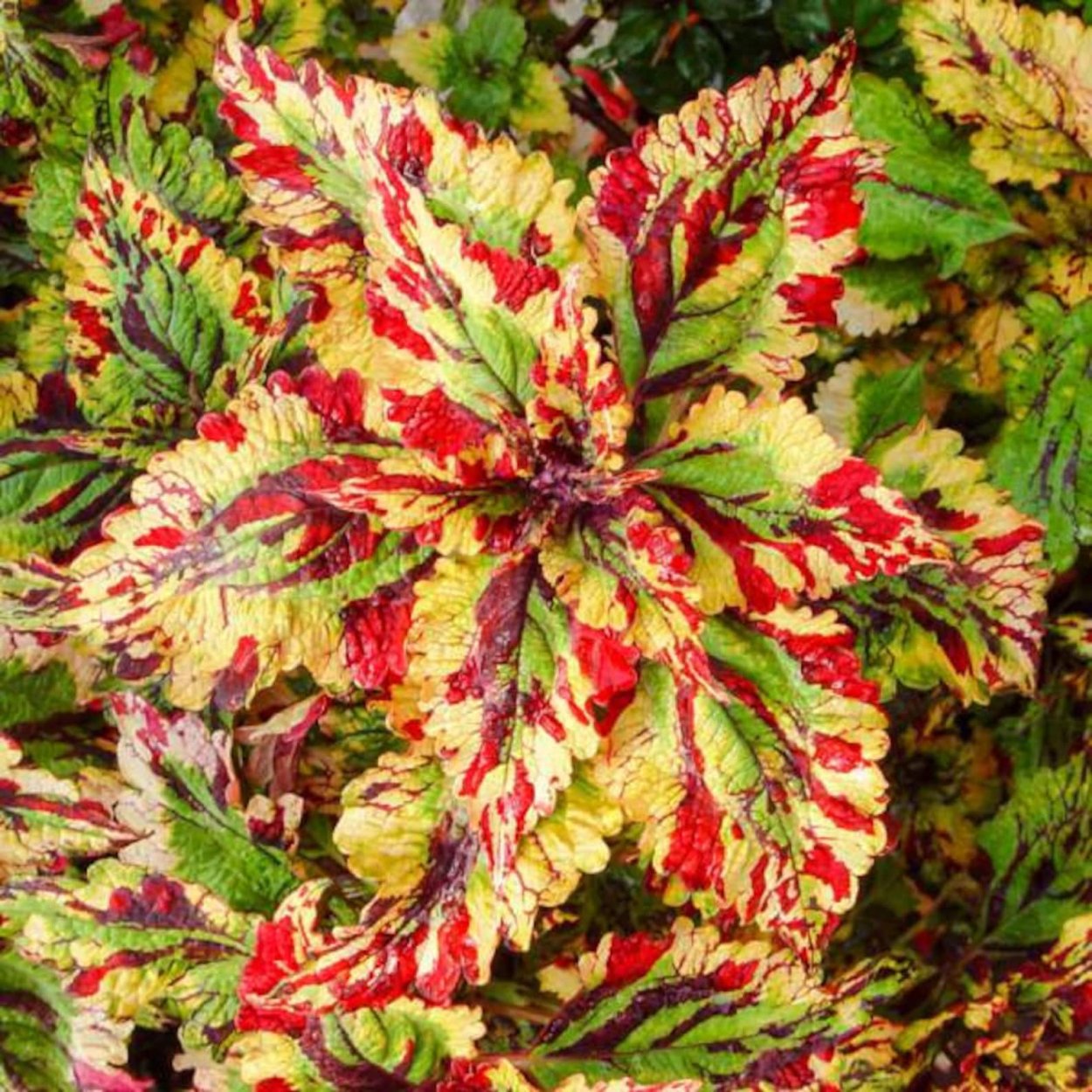 Колеус Ренельта Coleus rehneltianus