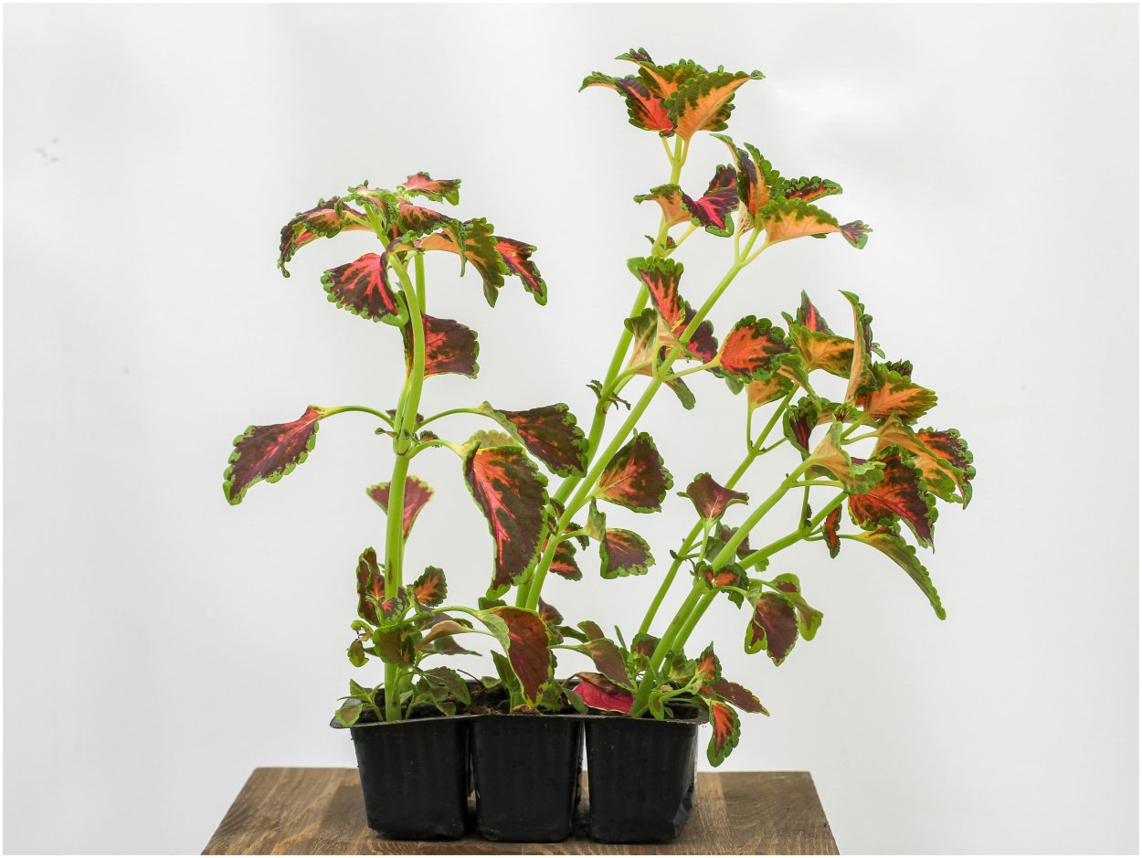 Колеус Paisley Shawl